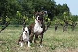 AMSTAFF  ADULT & PUPPIES 035